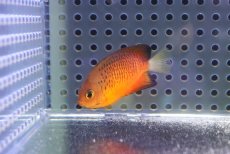 画像1: 【海水魚・ヤッコ】【通販】人工飼料OK♪ダイダイヤッコ（Sサイズ）(個体販売）（±4.5cm） No.1（生体）(海水魚) (1)