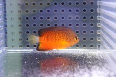画像2: 【海水魚・ヤッコ】【通販】人工飼料OK♪ダイダイヤッコ（Sサイズ）(個体販売）（±4.5cm） No.1（生体）(海水魚) (2)