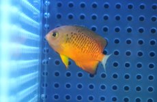 画像1: 【海水魚・ヤッコ】【通販】人工飼料OK♪ダイダイヤッコ（Sサイズ）(個体販売）（±4cm） No.2（生体）(海水魚) (1)