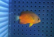 画像2: 【海水魚・ヤッコ】【通販】人工飼料OK♪ダイダイヤッコ（Sサイズ）(個体販売）（±4cm） No.2（生体）(海水魚) (2)