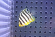 画像1: 【海水魚・ヤッコ】【通販】冷凍コぺOK♪シマヤッコ（Tinyサイズ）(個体販売）（±3cm） No.1（生体）(海水魚) (1)