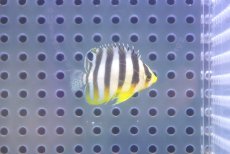 画像2: 【海水魚・ヤッコ】【通販】冷凍コぺOK♪シマヤッコ（Tinyサイズ）(個体販売）（±3cm） No.1（生体）(海水魚) (2)