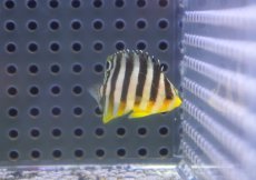 画像1: 【海水魚・ヤッコ】【通販】冷凍コぺOK♪シマヤッコ（Tinyサイズ）(個体販売）（±3cm） No.2（生体）(海水魚) (1)