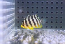 画像2: 【海水魚・ヤッコ】【通販】冷凍コぺOK♪シマヤッコ（Tinyサイズ）(個体販売）（±3cm） No.2（生体）(海水魚) (2)