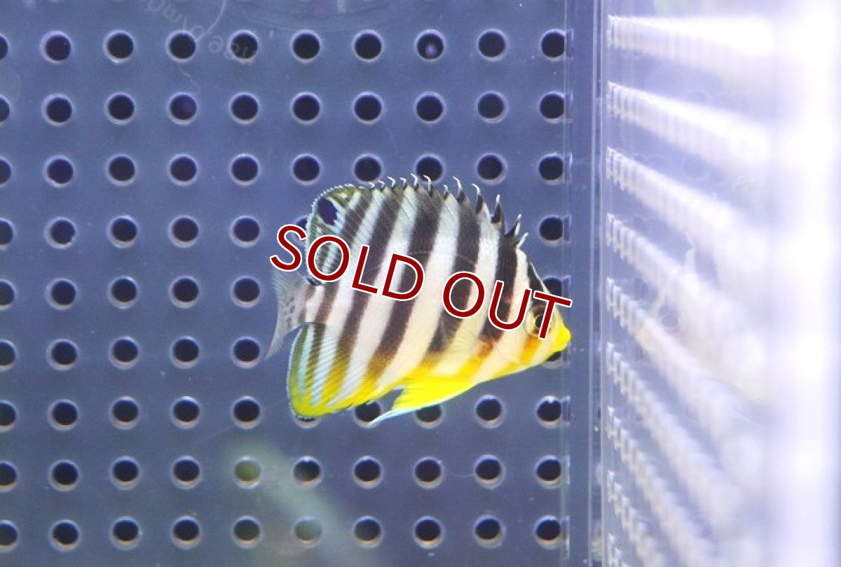 画像1: 【海水魚・ヤッコ】【通販】人工飼料OK♪シマヤッコ（XSサイズ）(個体販売）（±3.5cm） No.3（生体）(海水魚) (1)
