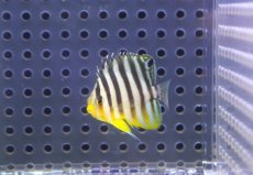 画像2: 【海水魚・ヤッコ】【通販】人工飼料OK♪シマヤッコ（XSサイズ）(個体販売）（±3.5cm） No.3（生体）(海水魚) (2)
