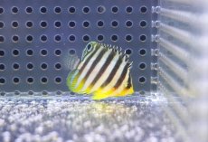 画像1: 【海水魚・ヤッコ】【通販】冷凍コぺOK♪シマヤッコ（XSサイズ）(個体販売）（±3.5cm） No.4（生体）(海水魚) (1)