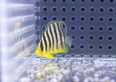 画像2: 【海水魚・ヤッコ】【通販】冷凍コぺOK♪シマヤッコ（XSサイズ）(個体販売）（±3.5cm） No.4（生体）(海水魚) (2)