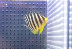 画像1: 【海水魚・ヤッコ】【通販】人工飼料OK♪シマヤッコ（SMサイズ)(個体販売）（±5cm） No.5（生体）(海水魚) (1)