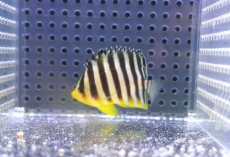 画像2: 【海水魚・ヤッコ】【通販】人工飼料OK♪シマヤッコ（SMサイズ)(個体販売）（±5cm） No.5（生体）(海水魚) (2)