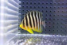 画像1: 【海水魚・ヤッコ】【通販】人工飼料OK♪シマヤッコ（SMサイズ)(個体販売）（±5cm） No.6（生体）(海水魚) (1)