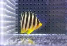 画像2: 【海水魚・ヤッコ】【通販】人工飼料OK♪シマヤッコ（SMサイズ)(個体販売）（±5cm） No.6（生体）(海水魚) (2)