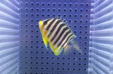 画像1: 【海水魚・ヤッコ】【通販】冷凍コぺOK♪シマヤッコ（SMサイズ）(個体販売）（±5cm） No.7（生体）(海水魚) (1)