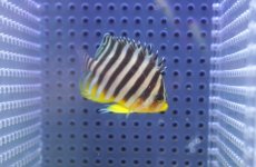 画像2: 【海水魚・ヤッコ】【通販】冷凍コぺOK♪シマヤッコ（SMサイズ）(個体販売）（±5cm） No.7（生体）(海水魚) (2)