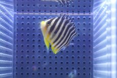 画像1: 【海水魚・ヤッコ】【通販】状態良好♪シマヤッコ（Mサイズ)(個体販売）（±5.5cm） No.8（生体）(海水魚) (1)