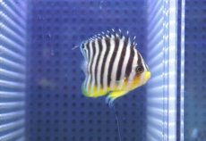 画像2: 【海水魚・ヤッコ】【通販】状態良好♪シマヤッコ（Mサイズ)(個体販売）（±5.5cm） No.8（生体）(海水魚) (2)