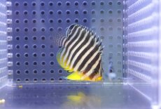 画像1: 【海水魚・ヤッコ】【通販】人工飼料OK♪シマヤッコ（Mサイズ)(個体販売）（±5.5cm） No.9（生体）(海水魚) (1)
