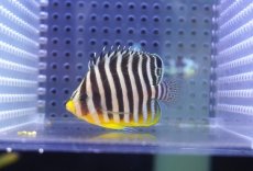 画像2: 【海水魚・ヤッコ】【通販】人工飼料OK♪シマヤッコ（Mサイズ)(個体販売）（±5.5cm） No.9（生体）(海水魚) (2)