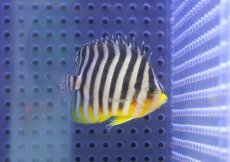 画像1: 【海水魚・ヤッコ】【通販】状態良好♪シマヤッコ（Mサイズ)(個体販売）（±5.5cm） No.10（生体）(海水魚) (1)
