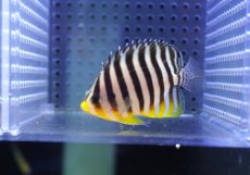 画像2: 【海水魚・ヤッコ】【通販】状態良好♪シマヤッコ（Mサイズ)(個体販売）（±5.5cm） No.10（生体）(海水魚) (2)