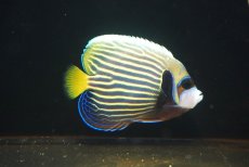 画像1: 【海水魚・ヤッコ】【通販】人工飼料OK♪タテジマキンチャクダイ（SMサイズ）(個体販売）（±11.5cm） （生体）(海水魚) (1)