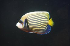 画像2: 【海水魚・ヤッコ】【通販】人工飼料OK♪タテジマキンチャクダイ（SMサイズ）(個体販売）（±11.5cm） （生体）(海水魚) (2)