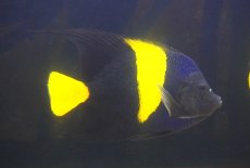 画像1: 【海水魚・ヤッコ】【通販】人工飼料OK♪アズファー（XLサイズ）(個体販売）（±18cm） （生体）(海水魚) (1)