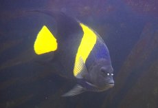 画像2: 【海水魚・ヤッコ】【通販】人工飼料OK♪アズファー（XLサイズ）(個体販売）（±18cm） （生体）(海水魚) (2)