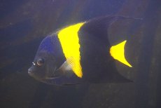 画像3: 【海水魚・ヤッコ】【通販】人工飼料OK♪アズファー（XLサイズ）(個体販売）（±18cm） （生体）(海水魚) (3)