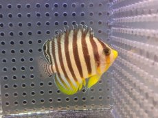 画像1: 【海水魚・ヤッコ】【通販】冷凍部ラインOK♪シマヤッコ（Mサイズ)(個体販売）（±6cm） No.11（生体）(海水魚) (1)