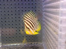 画像2: 【海水魚・ヤッコ】【通販】冷凍部ラインOK♪シマヤッコ（Mサイズ)(個体販売）（±6cm） No.11（生体）(海水魚) (2)