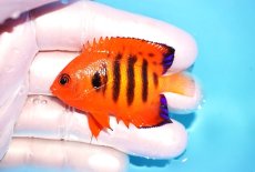 画像1: 【海水魚・ヤッコ】【通販】状態良好♪【マーシャル島産】フレームエンゼル（SM)(個体販売）（±5.5-6cm） No.1（生体）(海水魚) (1)