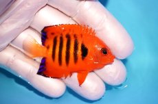 画像2: 【海水魚・ヤッコ】【通販】状態良好♪【マーシャル島産】フレームエンゼル（SM)(個体販売）（±5.5-6cm） No.1（生体）(海水魚) (2)