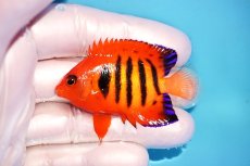 画像1: 【海水魚・ヤッコ】【通販】状態良好♪【マーシャル島産】フレームエンゼル（SM)(個体販売）（±5.5-6cm） No.2（生体）(海水魚) (1)