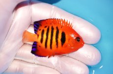 画像2: 【海水魚・ヤッコ】【通販】状態良好♪【マーシャル島産】フレームエンゼル（SM)(個体販売）（±5.5-6cm） No.2（生体）(海水魚) (2)