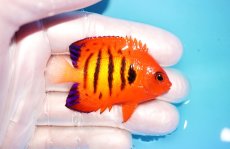 画像2: 【海水魚・ヤッコ】【通販】状態良好♪【マーシャル島産】フレームエンゼル（SM)(個体販売）（±5.5-6cm） No.4（生体）(海水魚) (2)
