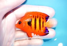 画像1: 【海水魚・ヤッコ】【通販】状態良好♪【マーシャル島産】フレームエンゼル（SM)(個体販売）（±5.5-6cm） No.5（生体）(海水魚) (1)