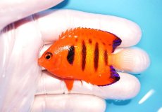 画像1: 【海水魚・ヤッコ】【通販】状態良好♪【マーシャル島産】フレームエンゼル（SM)(個体販売）（±5.5-6cm） No.6（生体）(海水魚) (1)