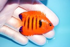 画像2: 【海水魚・ヤッコ】【通販】状態良好♪【マーシャル島産】フレームエンゼル（SM)(個体販売）（±5.5-6cm） No.6（生体）(海水魚) (2)