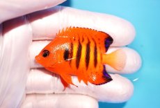 画像1: 【海水魚・ヤッコ】【通販】状態良好♪【マーシャル島産】フレームエンゼル（SM)(個体販売）（±5.5-6cm） No.7（生体）(海水魚) (1)