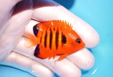画像2: 【海水魚・ヤッコ】【通販】状態良好♪【マーシャル島産】フレームエンゼル（SM)(個体販売）（±5.5-6cm） No.7（生体）(海水魚) (2)