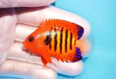 画像1: 【海水魚・ヤッコ】【通販】状態良好♪【マーシャル島産】フレームエンゼル（SM)(個体販売）（±5.5-6cm） No.8（生体）(海水魚) (1)