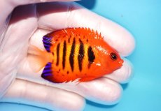 画像2: 【海水魚・ヤッコ】【通販】状態良好♪【マーシャル島産】フレームエンゼル（SM)(個体販売）（±5.5-6cm） No.8（生体）(海水魚) (2)