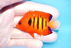 画像1: 【海水魚・ヤッコ】【通販】状態良好♪【マーシャル島産】フレームエンゼル（SM)(個体販売）（±5.5-6cm） No.9（生体）(海水魚) (1)
