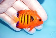 画像2: 【海水魚・ヤッコ】【通販】状態良好♪【マーシャル島産】フレームエンゼル（SM)(個体販売）（±5.5-6cm） No.9（生体）(海水魚) (2)