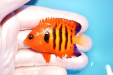 画像1: 【海水魚・ヤッコ】【通販】状態良好♪【マーシャル島産】フレームエンゼル（SM)(個体販売）（±6cm） No.10（生体）(海水魚) (1)