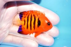 画像2: 【海水魚・ヤッコ】【通販】状態良好♪【マーシャル島産】フレームエンゼル（SM)(個体販売）（±6cm） No.10（生体）(海水魚) (2)
