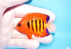 画像1: 【海水魚・ヤッコ】【通販】状態良好♪【マーシャル島産】フレームエンゼル（SM)(個体販売）（±6cm） No.11（生体）(海水魚) (1)