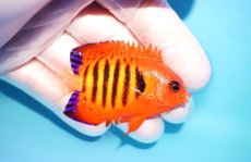 画像2: 【海水魚・ヤッコ】【通販】状態良好♪【マーシャル島産】フレームエンゼル（SM)(個体販売）（±6cm） No.11（生体）(海水魚) (2)
