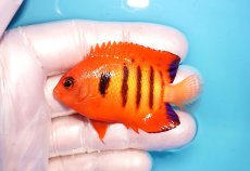 画像1: 【海水魚・ヤッコ】【通販】状態良好♪【マーシャル島産】フレームエンゼル（M)(個体販売）（±6cm） No.12（生体）(海水魚) (1)